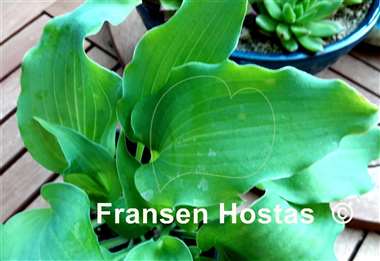 Hosta A Scape Plan